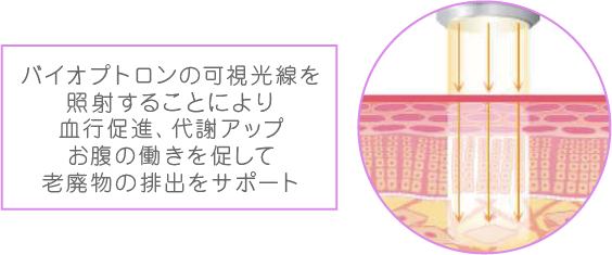 バイオプトロンの可視光線を照射することにより血行促進、代謝アップ お腹の働きを促して老廃物の排出をサポート