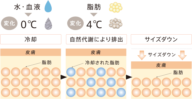 脂肪のみに代謝を促し自然排出を促進させる効果的な温度