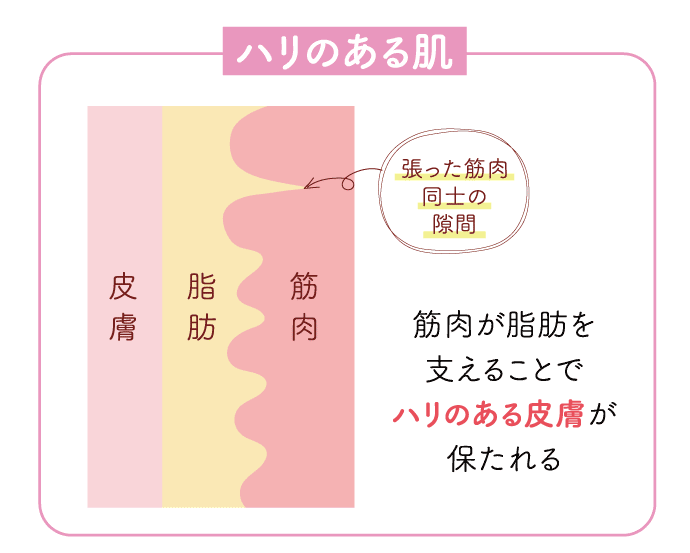 ハリのある肌 皮膚・脂肪・筋肉 張った筋肉同士の隙間 筋肉が脂肪を支えることでハリのある皮膚が保たれる