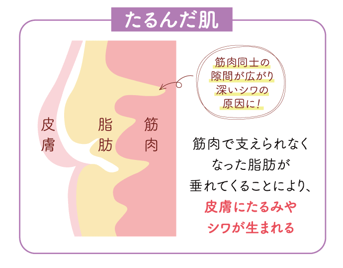 たるんだ肌 皮膚・脂肪・筋肉 筋肉同士の隙間が広がり深いシワの原因に！ 筋肉で支えられなくなった脂肪が垂れてくることにより、皮膚にたるみやシワが生まれる