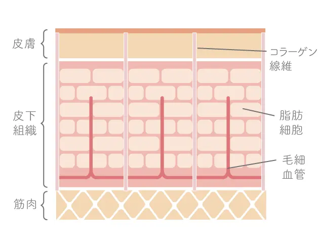 通常の皮膚・脂肪の状態