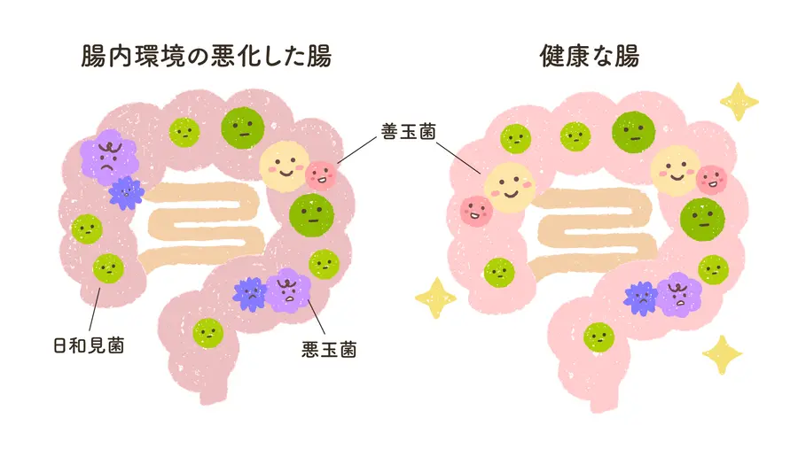 腸内環境で身体が変わる！