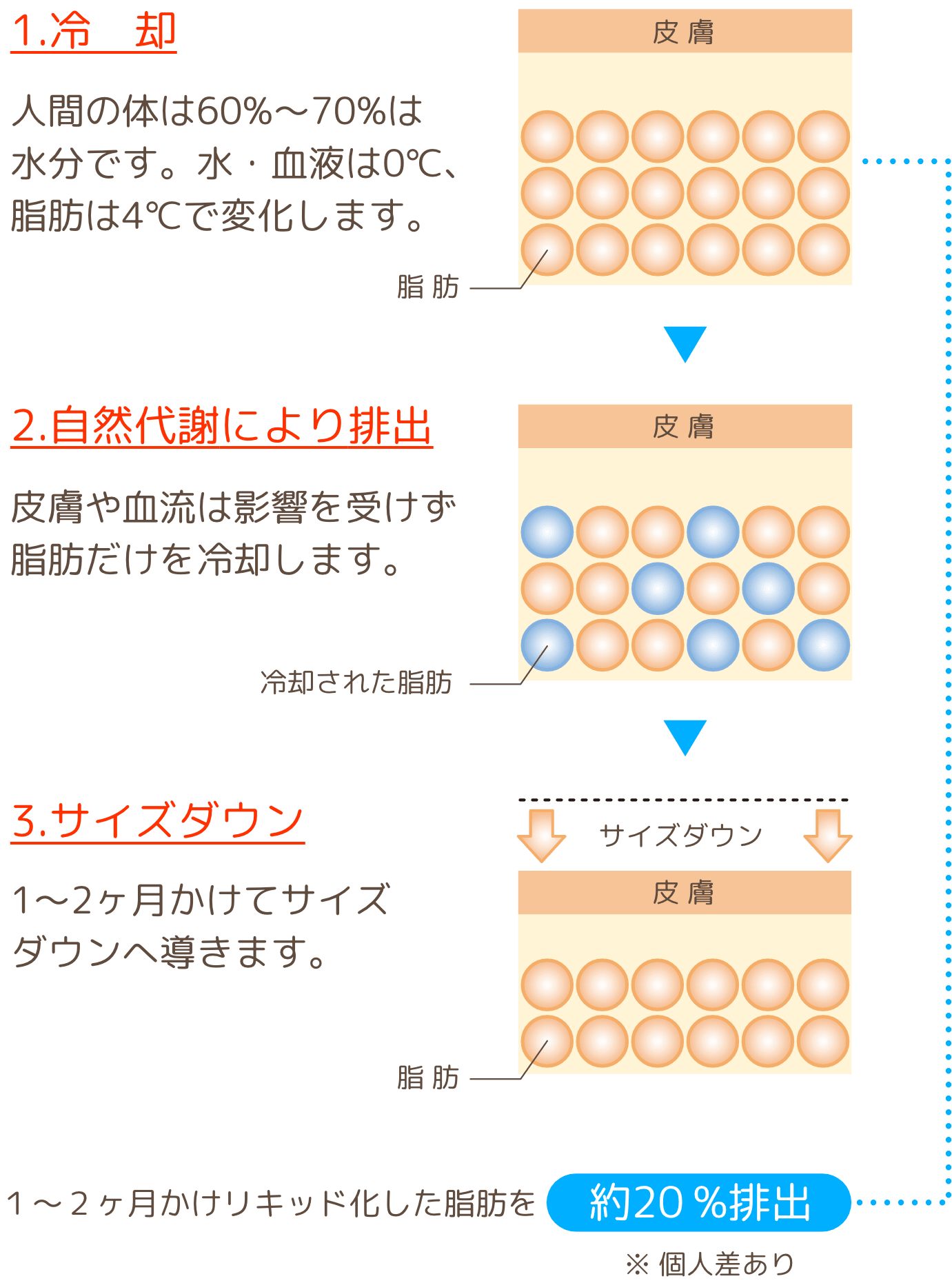 冷却→自然代謝により排出→サイズダウン