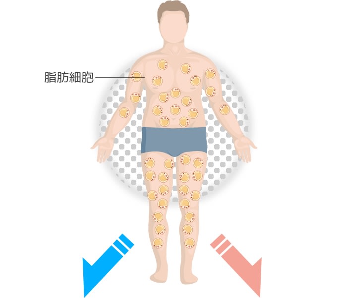 脂肪冷却からのイメージ