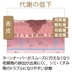 代謝の低下:ターンオーバーがスムーズに行えなくなり老廃物の排出が出来にくく、シミ・くすみ等のトラブルになりやすい状態