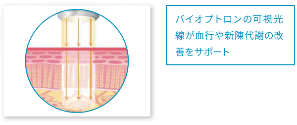 バイオプトロンの可視光線が血行や新陳代謝の改善をサポート
